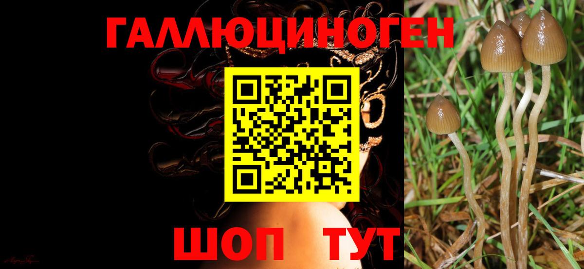 Протвино  Псилоцибиновые грибы GOLDEN TEACHER  Вход с VPN  Галлюциногенные грибы прущие грибы 